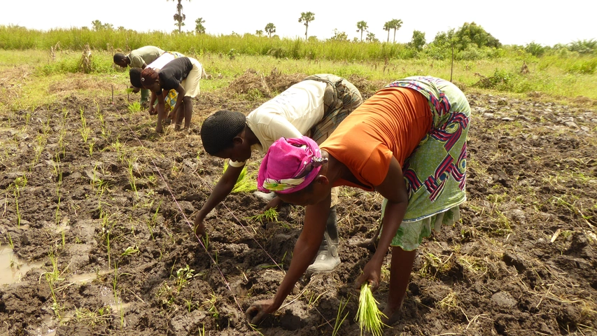 Secaar ist ein Netzwerk und Partnerorganisation von DM, das unter anderem in Amegnran (Togo) eine Kooperative von Reisbauern und -bäuerinnen begleitet und diese in klimaresistenten Anbautechniken schult. Fotos: DM (2021).