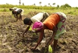 Aperçu Secaar est un réseau et une organisation partenaire de DM qui accompagne notamment, à Amegnran (Togo), une coopérative de riziculteurs et de rizicultrices, et leur enseigne les techniques de culture résistantes au climat. Photo: DM (2021).