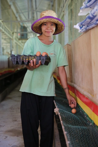 La ferme eggscellent au Cambodge, soutenue par SAM global, offre un revenu sûr et suffisant à 14 employé·e·s. La demande d'œufs produits sans antibiotiques est forte ; eggscellent fournit notamment de grandes chaînes d'hôtels. Photo : SAM global (2024)